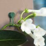 Gebruik Nature plantenklemmen groen